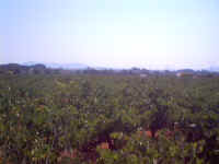 0041[0].JPG (52847 bytes)